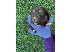 Adopt 55412550 a Pit Bull Terrier, Labrador Retriever