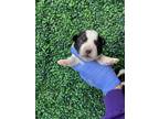 Adopt 55412556 a Pit Bull Terrier, Labrador Retriever
