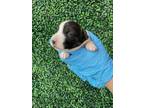 Adopt 55412509 a Pit Bull Terrier, Labrador Retriever