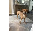 Adopt Taffy (Stray Mama) a Boxer, Golden Retriever