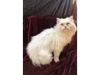 Adopt Sina a Persian