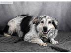 Adopt Blue Moo a Cattle Dog, Mixed Breed