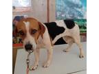 Adopt SUSY a Beagle