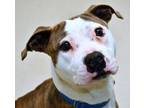 Adopt Flurries a Pit Bull Terrier, Mixed Breed