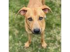Adopt Lynn a Rhodesian Ridgeback, Carolina Dog