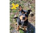 Adopt Sky a Rottweiler