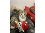 Adopt Kasha a Tabby