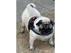 Adopt June Bug a Pug