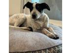 Adopt Gadget a Australian Cattle Dog / Blue Heeler