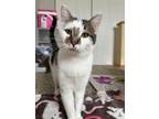 Adopt Karma a Domestic Short Hair