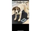 Adopt Suzy Q a Great Pyrenees, German Shepherd Dog