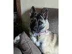 Adopt Suki a Akita