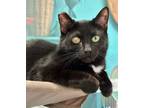 Adopt Pepper (bonded to Raven) a Domestic Short Hair