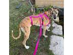 Adopt Zara a Galgo Spanish Greyhound, Mastiff