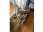 Adopt Grigio a American Shorthair