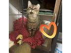 Adopt Mrs. T a Domestic Short Hair