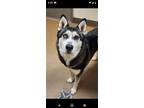 Adopt Lizzy a Siberian Husky