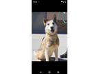 Adopt Anise a Siberian Husky