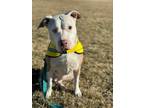 Adopt Mable a Pit Bull Terrier