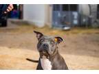 Adopt Neena a Pit Bull Terrier