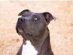 Adopt Neena a Pit Bull Terrier