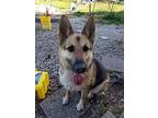 Adopt Roxanne a German Shepherd Dog