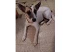 Adopt MILEY a Mixed Breed, Australian Cattle Dog / Blue Heeler