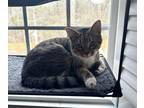 Adopt Skye a Domestic Short Hair