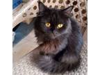 Adopt Sofi a Persian, Domestic Long Hair