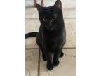 Adopt Raven a American Shorthair