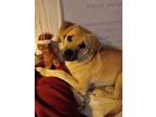 Adopt Blanket a Beagle, Mixed Breed