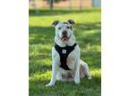Adopt Patchy a Pit Bull Terrier