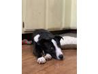 Adopt Boo a Border Collie, Pit Bull Terrier
