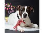 Adopt Carly a German Shorthaired Pointer, Pit Bull Terrier