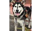 Adopt ROBERTO a Alaskan Malamute, Mixed Breed