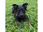 Adopt Wesley a Black Labrador Retriever