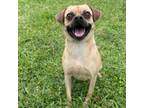 Adopt Hugo a Pug