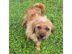 Adopt Roman a Terrier