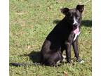 Adopt Cash 38550 a Black Labrador Retriever