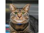 Adopt Simon a Domestic Short Hair