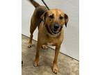 Adopt Loki a Mixed Breed