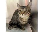 Adopt Bourbon a Domestic Short Hair