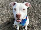 Adopt BUDDY a Pit Bull Terrier
