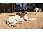 Adopt Charlie a Jack Russell Terrier