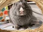 Adopt Dandy (Vancouver) a Bunny Rabbit, Dutch