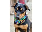 Adopt Raj a Doberman Pinscher, German Pinscher