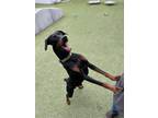 Adopt ROCKO a Doberman Pinscher