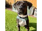 Adopt Charlie a Mastiff, Boxer