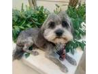 Adopt ELIAS a Lhasa Apso, Miniature Schnauzer