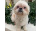 Adopt HAMISH a Shih Tzu